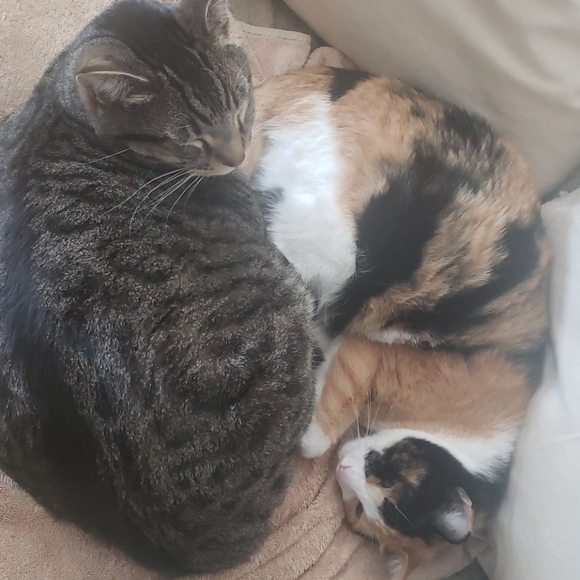 Meet your Posher, Arezu - Picture 3 of 7